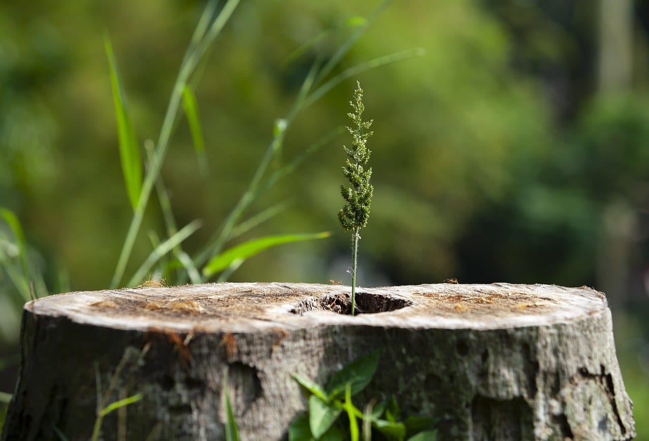 Devuelve la vida a un árbol: Cómo hacer crecer un árbol a partir de un tocón