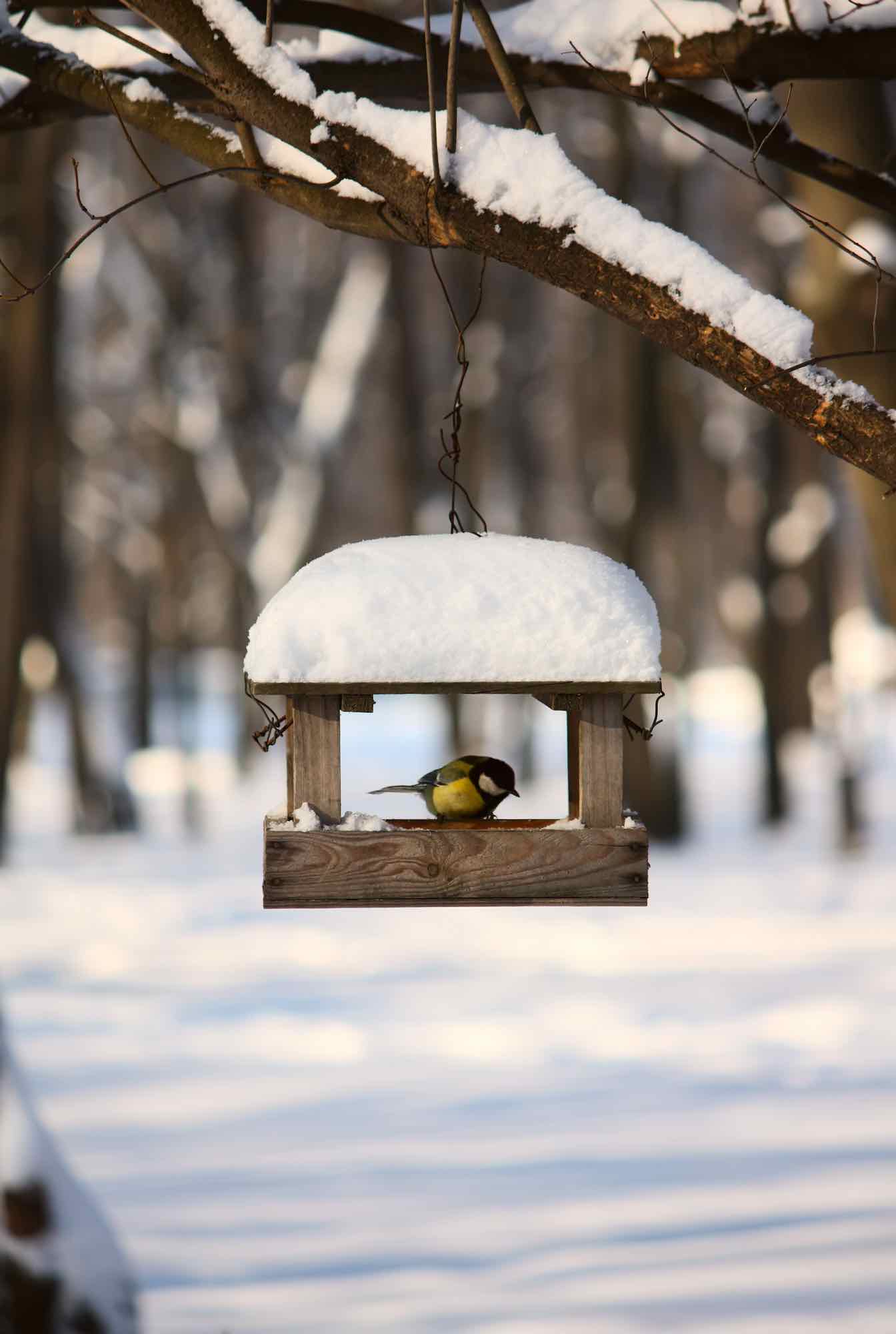 Las 7 mejores maneras de ayudar a los pájaros en caso de mal tiempo