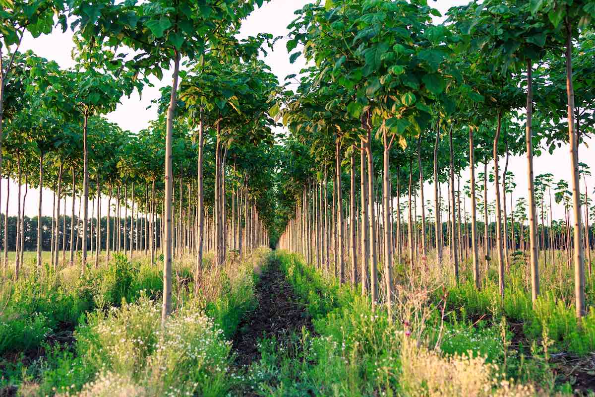 Árbol Kiri, el árbol total contra el calentamiento global