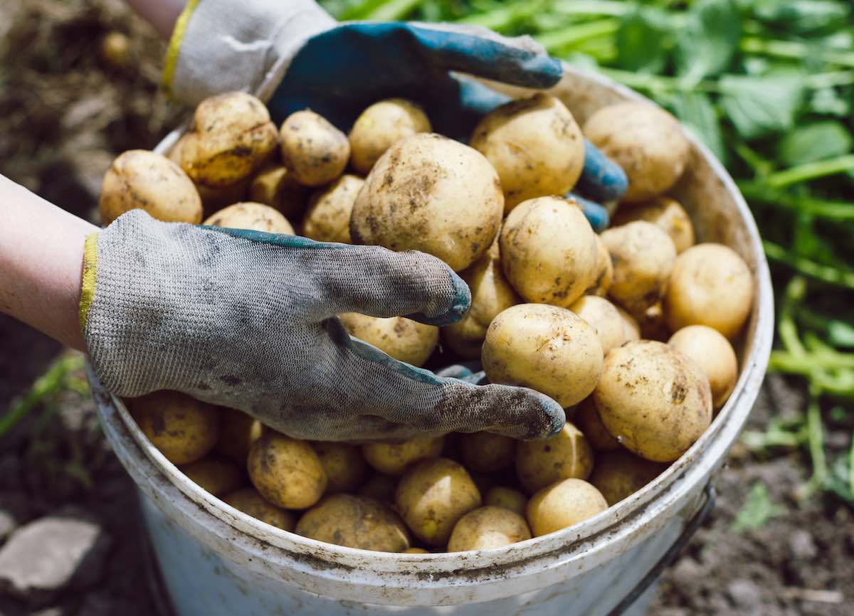 Cómo cultivar patatas en casa paso a paso