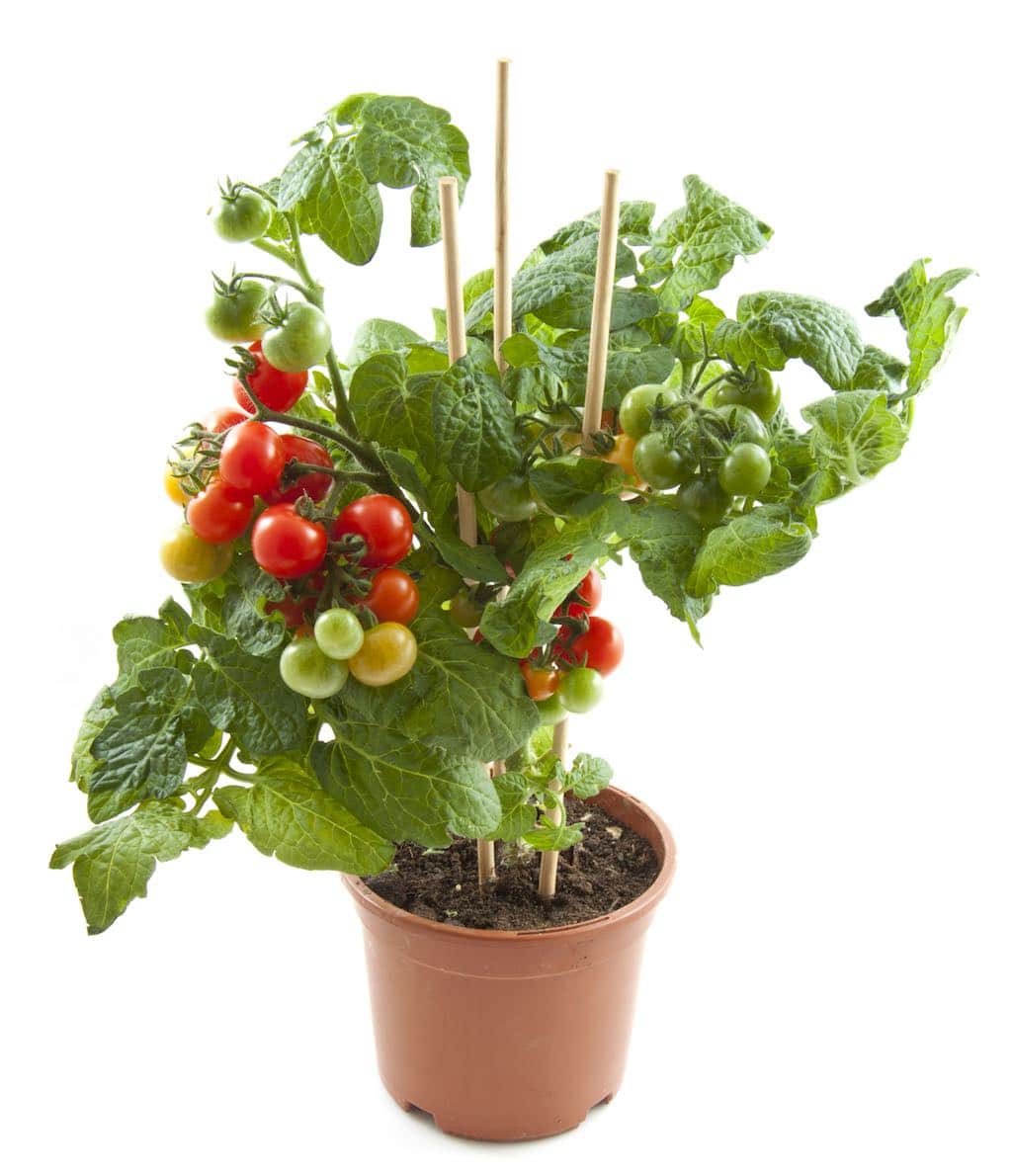 Estudiante como resultado admiración Cómo plantar tomates cherry orgánicos caseros todo el año
