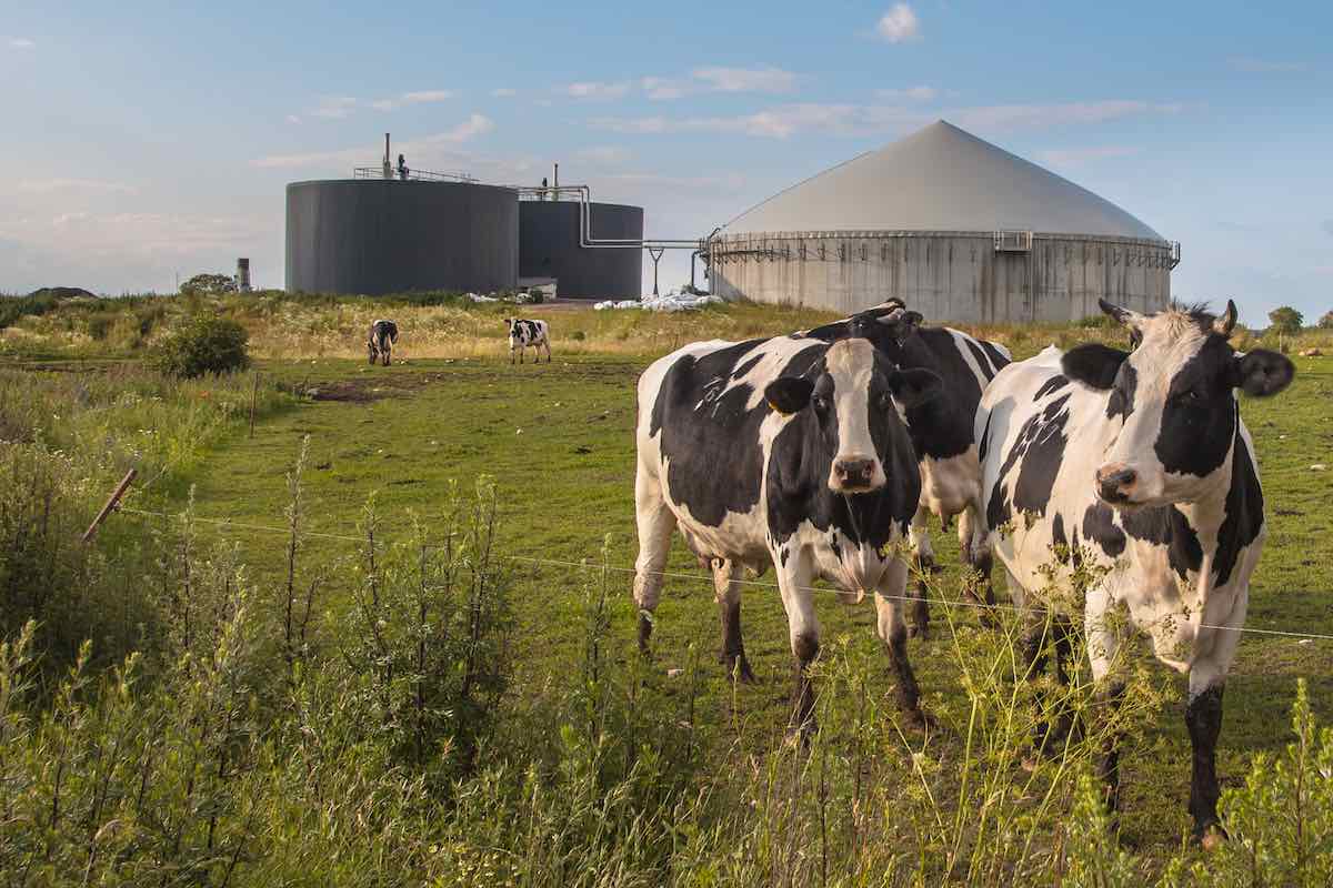 Instalación de Biogás en una granja de vacas