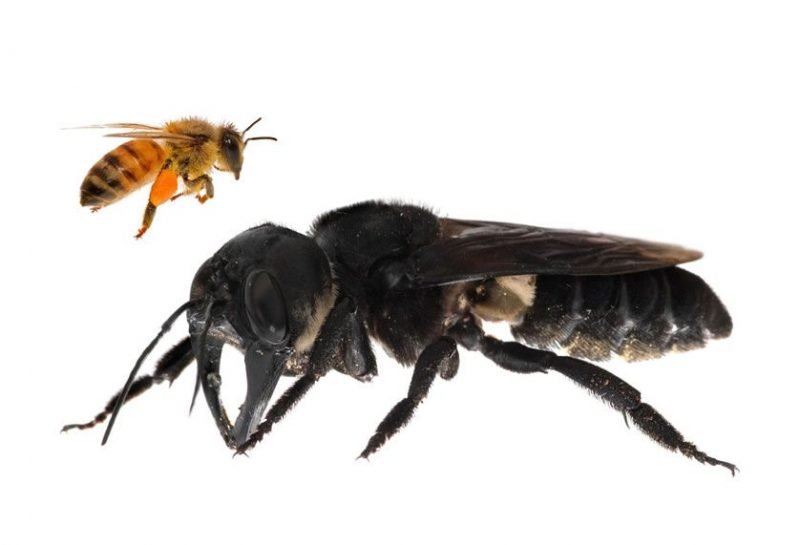 Megachile plutón
