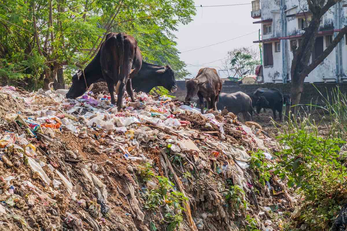 Montaña de basura de plástico y vacas en la India