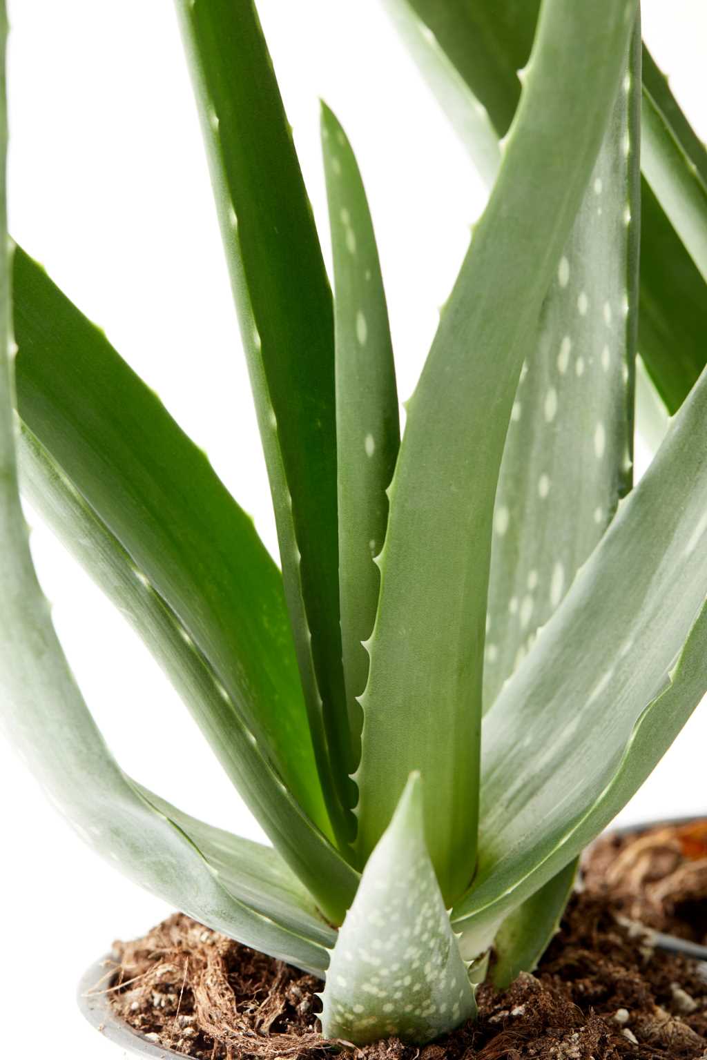 Esta imagen muestra una planta de aloe vera en una maceta, con hojas largas, carnosas y de color verde brillante. Las hojas presentan pequeñas manchas blancas y bordes ligeramente dentados, típicos de esta planta suculenta conocida por sus propiedades medicinales. El aloe vera está plantado en una tierra de aspecto natural y seco.