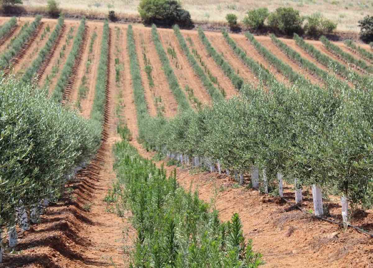 Los cultivos más rentables en España