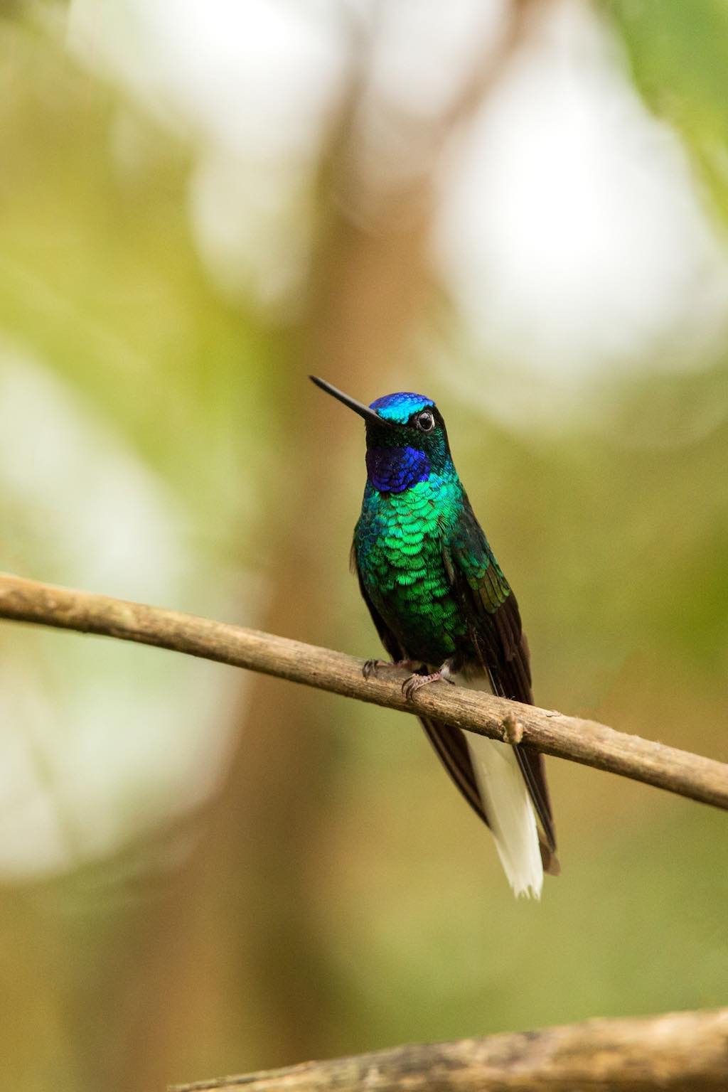 Encuentran un colibrí que se creía extinto en las montañas colombianas
