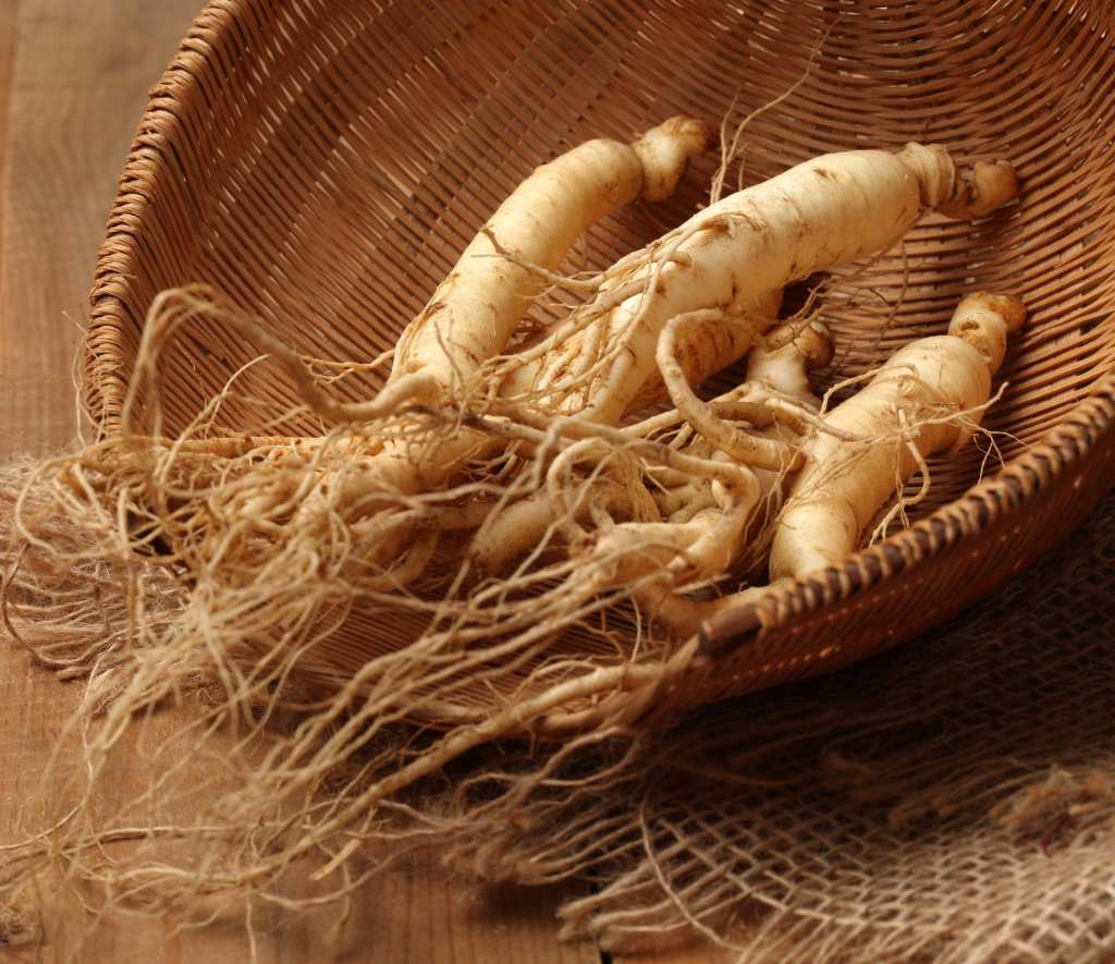 Propiedades, beneficios y usos del ginseng