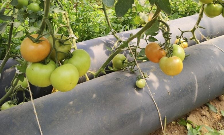 ThermiTube: el túnel bioclimático que permite calentar un invernadero sin electricidad thermitube ecologia cultivos sustentabilidad frutas verduras tomates sol temperatura ahorro de energia solar día noche invernadero