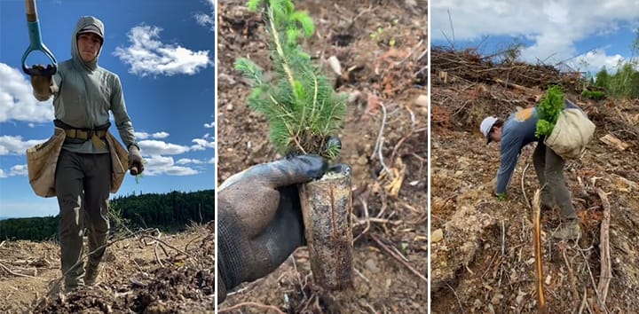 Un canadiense bate el récord Guinness al plantar más de 23.000 árboles en 24 horas