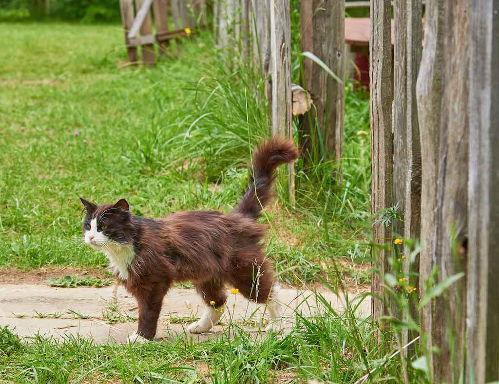 Métodos para evitar que los gatos entren en la huerta o jardín