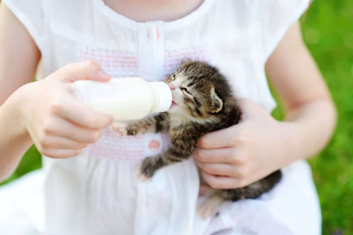 Cómo alimentar a un gatito lactante