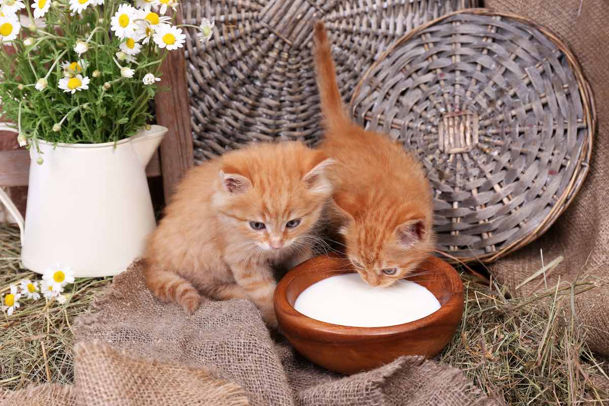 Cómo alimentar a un gatito con leche