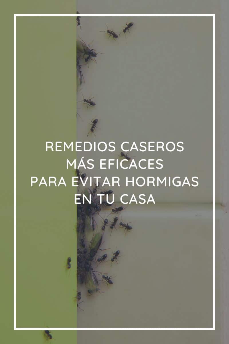 Remedios caseros más eficaces para evitar las hormigas en tu casa