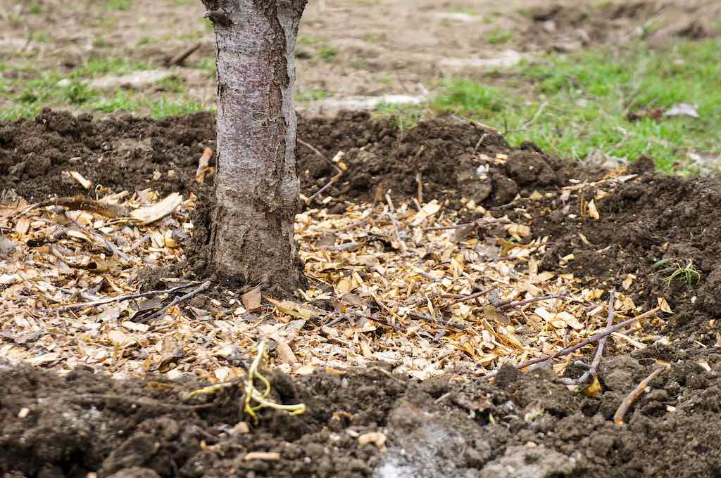 "Chop-and-drop": Una técnica eficaz, fácil y económica de fertilizar tus plantas