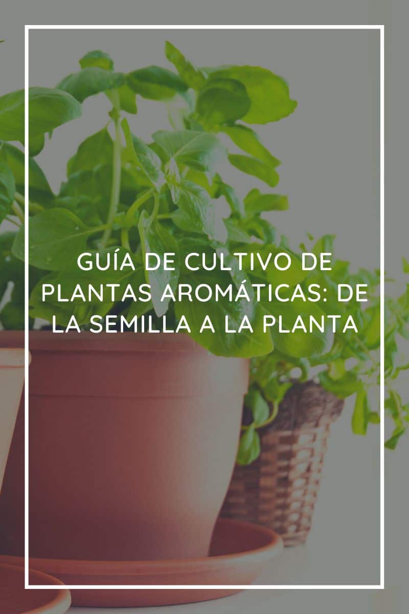 Guía de cultivo de plantas aromáticas: de la semilla a la planta