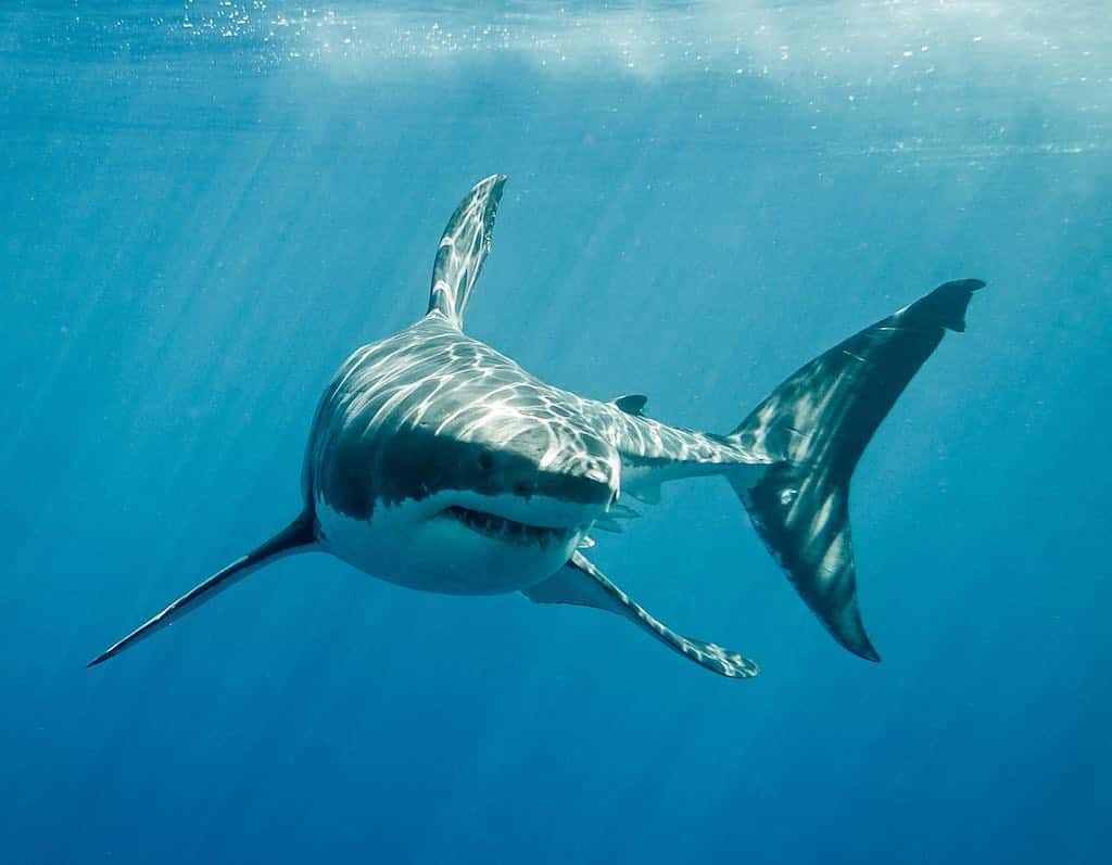 Deep Blue, el gigante del océano: el tiburón blanco más grande del mundo