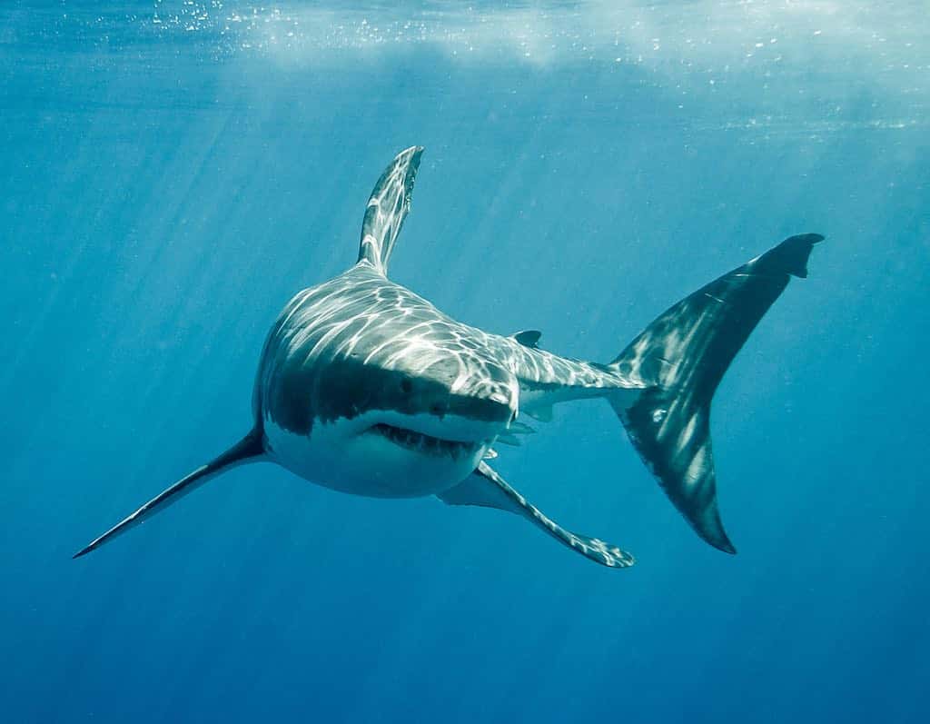 Deep Blue El Gigante Del Océano El Tiburón Blanco Más Grande Del Mundo 