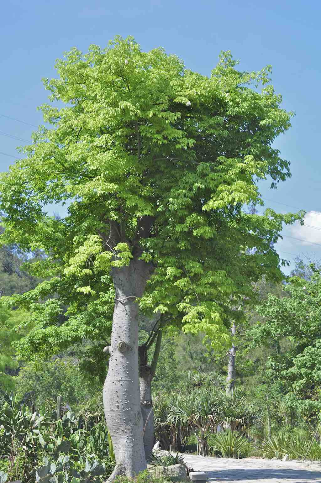 Moringa, el árbol que promete acabar con el hambre en el mundo