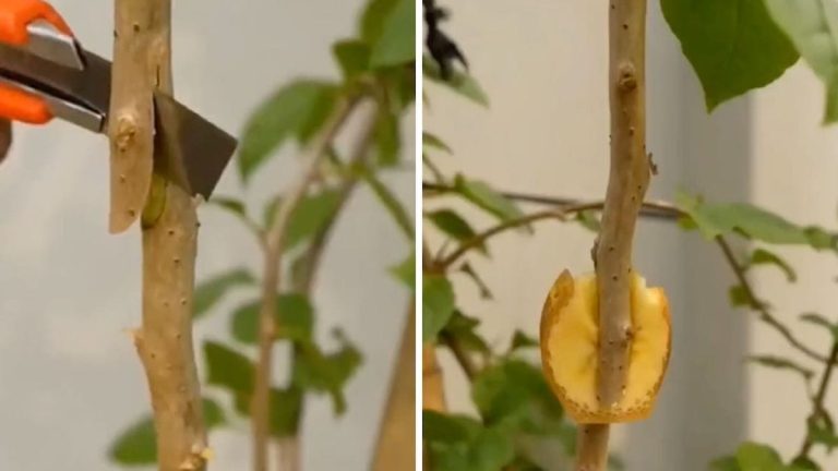 Acodo Aéreo En Vaso Un Truco Muy Efectivo Para Enraizar Ramas De