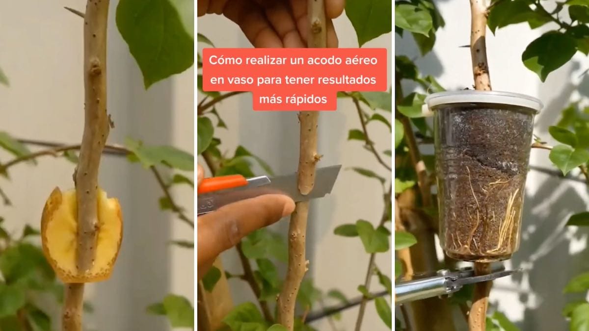 Acodo Aéreo En Vaso Un Truco Muy Efectivo Para Enraizar Ramas De