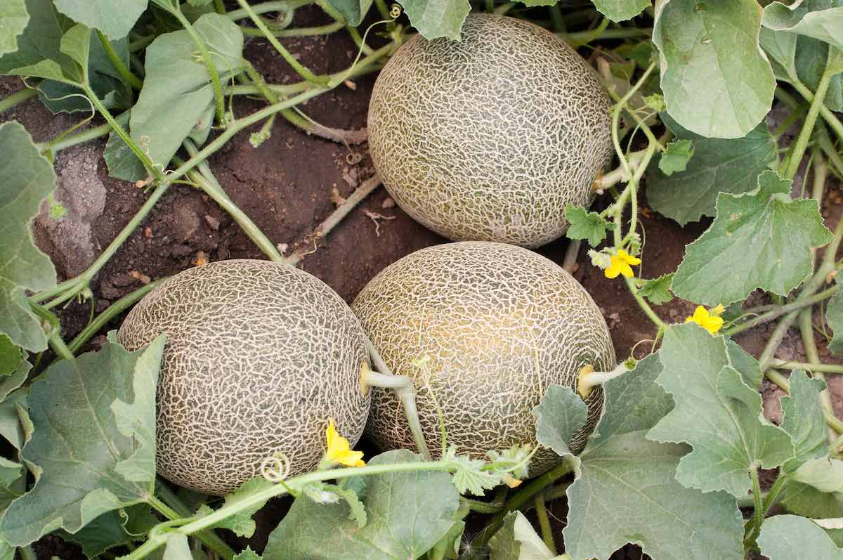 Dos maneras efectivas de sembrar melón en casa