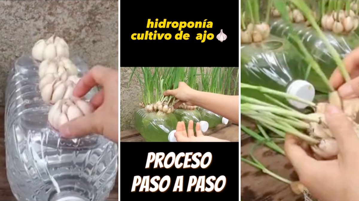 Truco para cultivar ajos en casa usando hidroponía