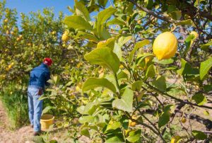 M Todo Simple Y Efectivo Para Podar Limoneros