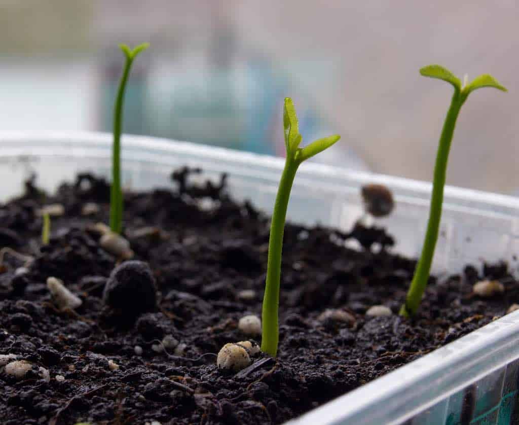 Qué es germinación de semillas y cómo germinar semillas en casa