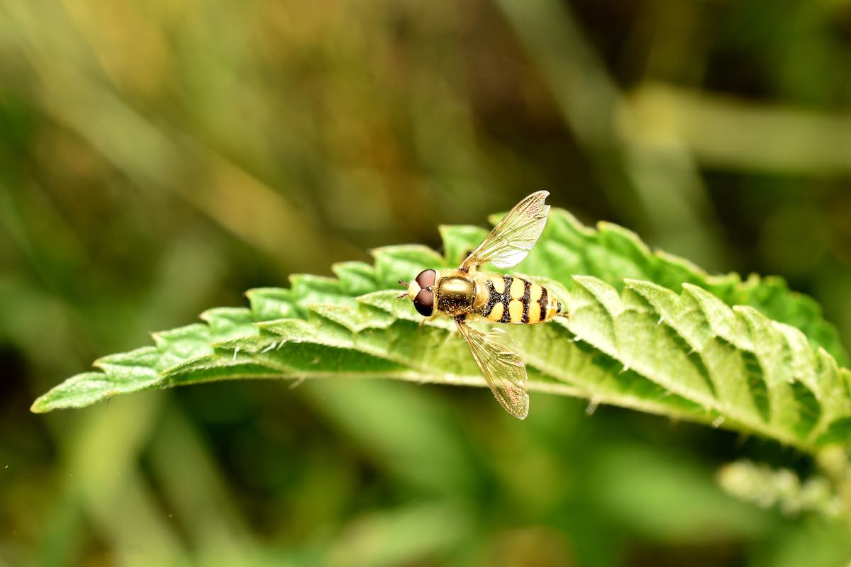 10 plantas que atraen a las moscas cernidoras, superpolinizadoras y devoradoras de pulgones