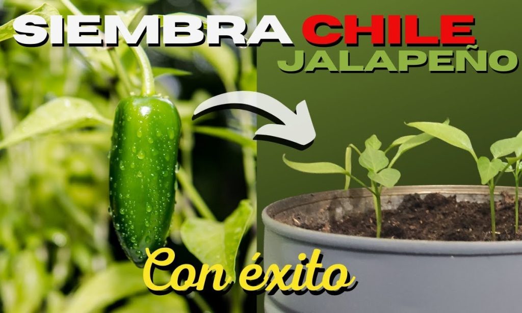 Métodos efectivos para sembrar chile jalapeño en maceta