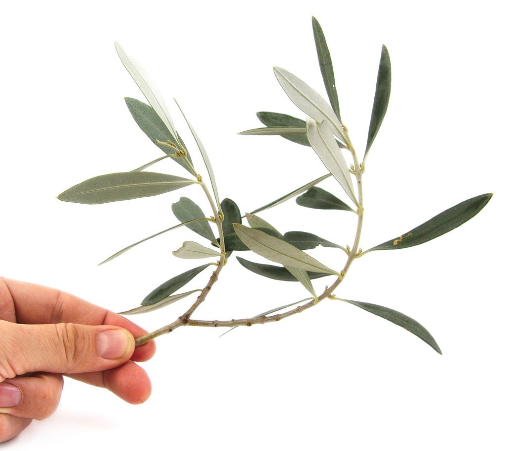 Cómo tener miles de olivos gratis, esqueje de olivo paso a paso: Plantar olivos sin raíz