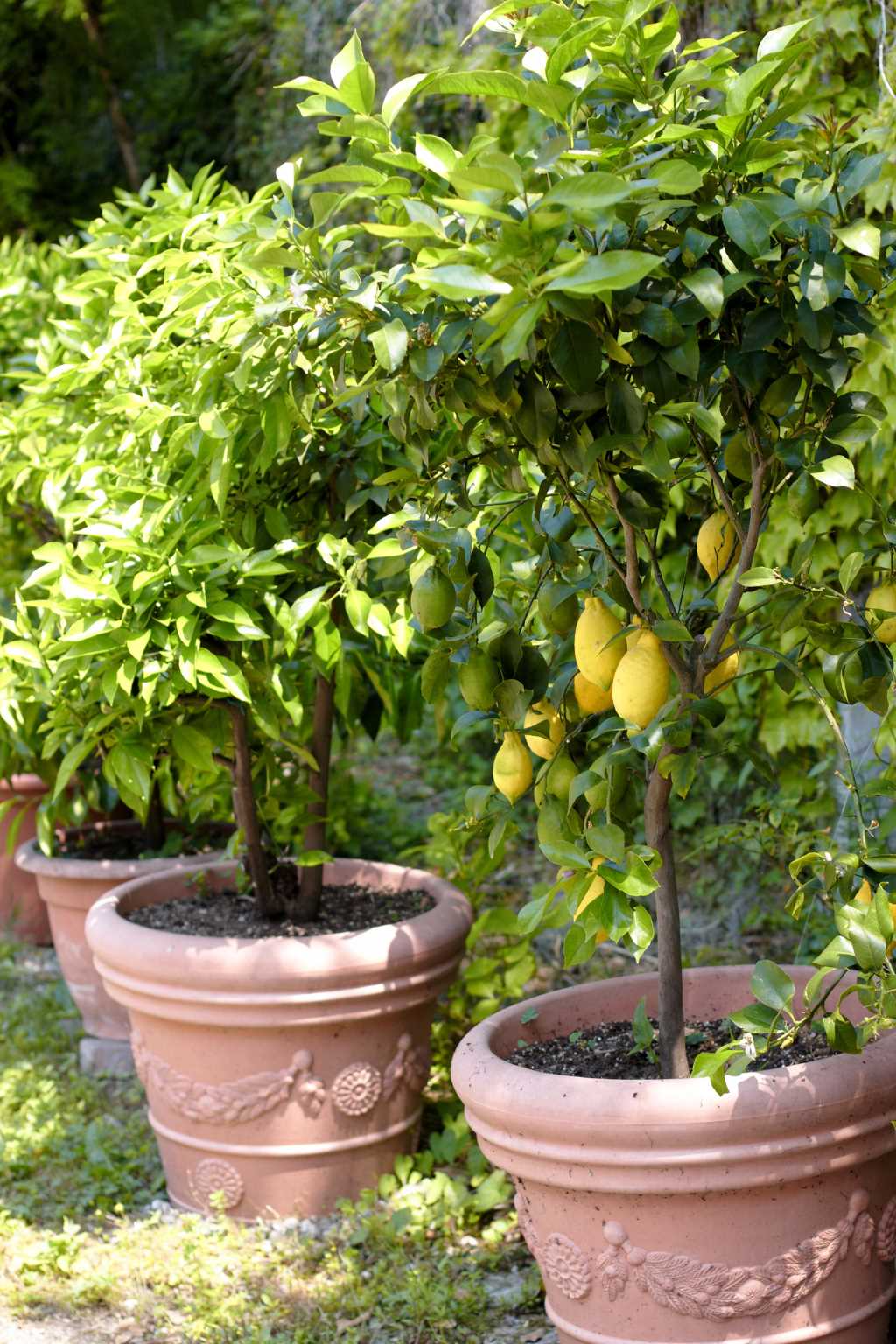 Cómo cultivar un limonero en una maceta