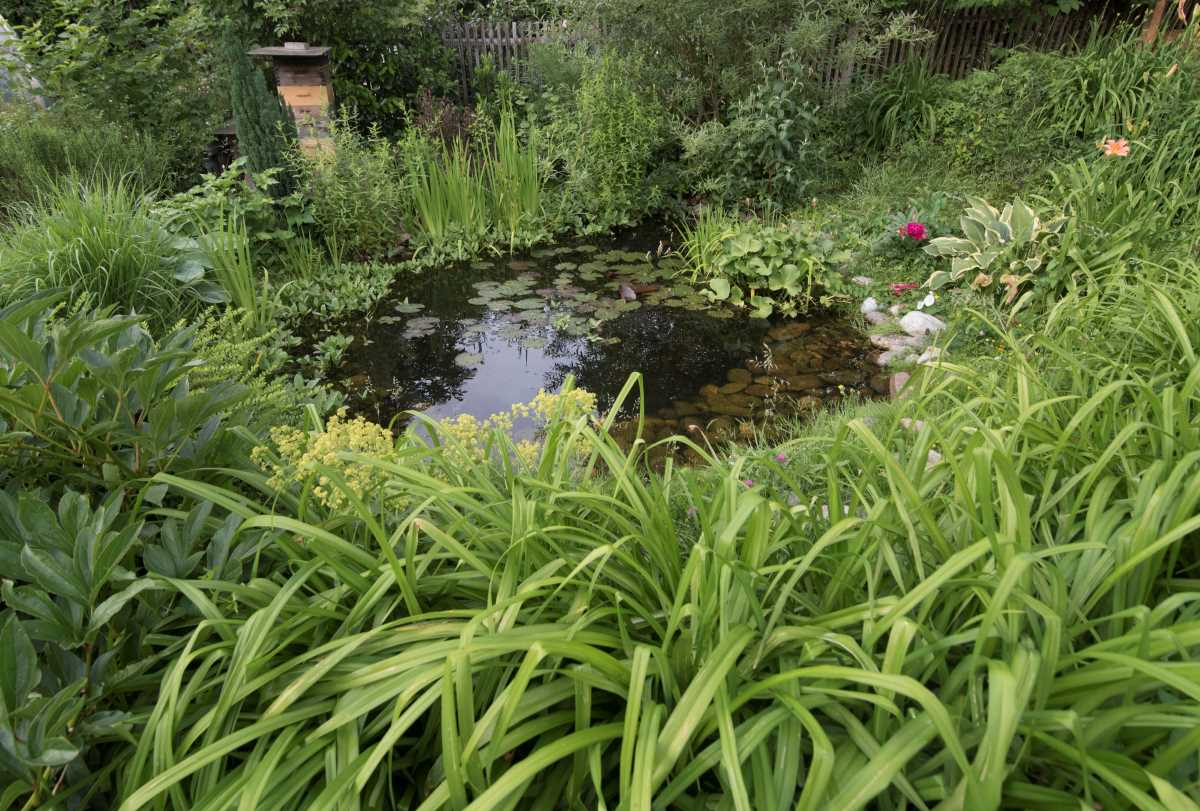 Por qué instalar un estanque en tu jardín es un acto ecológico y una bendición para la permacultura