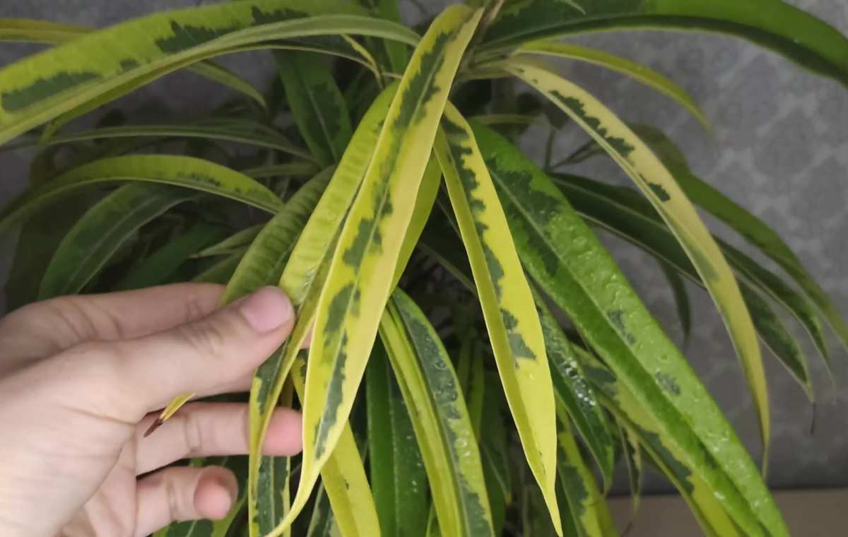 Planta con deficiencia de nitrogeno