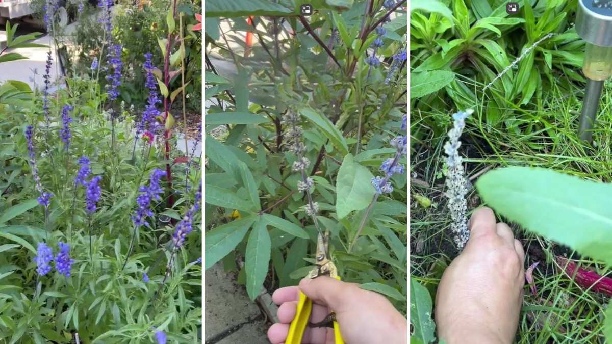 Descubre una técnica económica que reduce la necesidad de comprar nuevas plantas cada año y promueve la biodiversidad en tu jardín.