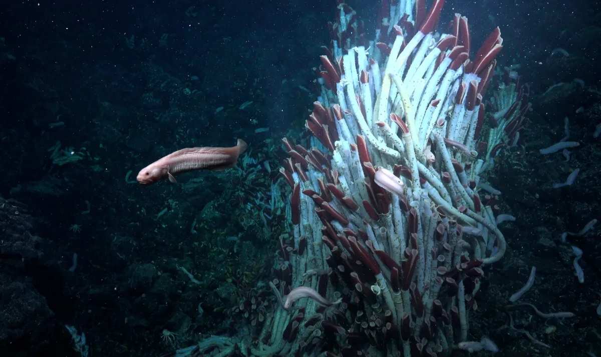 Un pez y gusanos tubícolas gigantes cerca de la superficie del fondo marino, a 2.500 metros de profundidad.