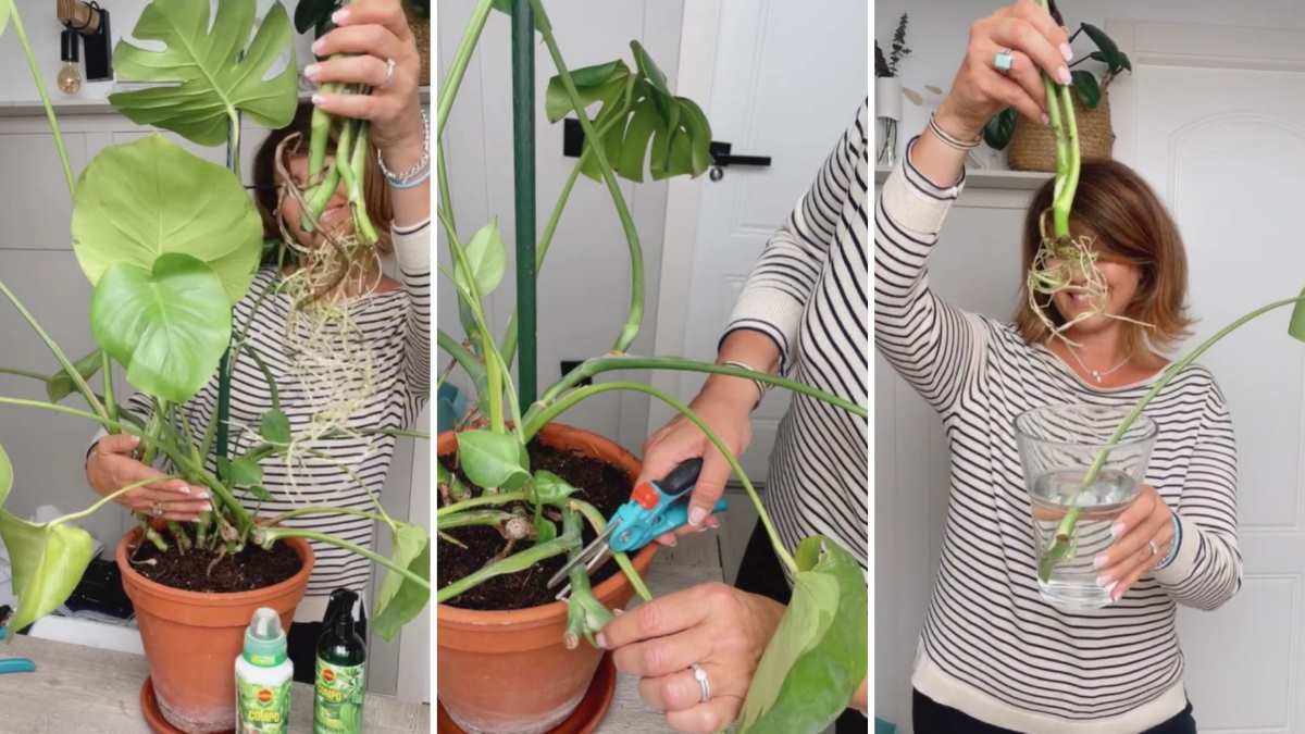 Truco casero para reproducir la Costilla de Adn o Monstera de forma  sencilla