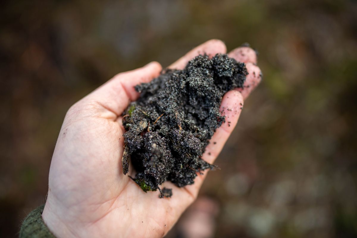 Google firma acuerdo «histórico» para que pequeños agricultores formen parte de la solución para eliminación de carbono > el mayor acuerdo del mundo para biocarbón industrial