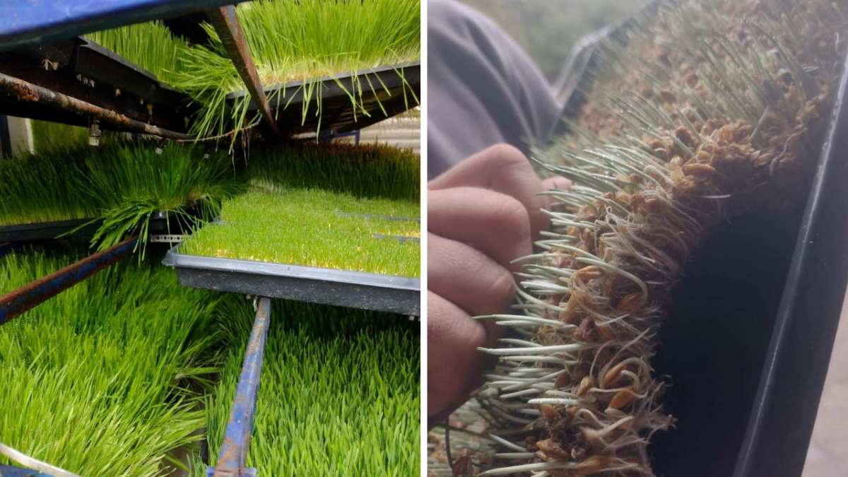 Emprendedor argentino patenta innovador método para la producción de forraje verde hidropónico enriquecido con un sustrato comestible > reduce el consumo de agua y mejora la calidad