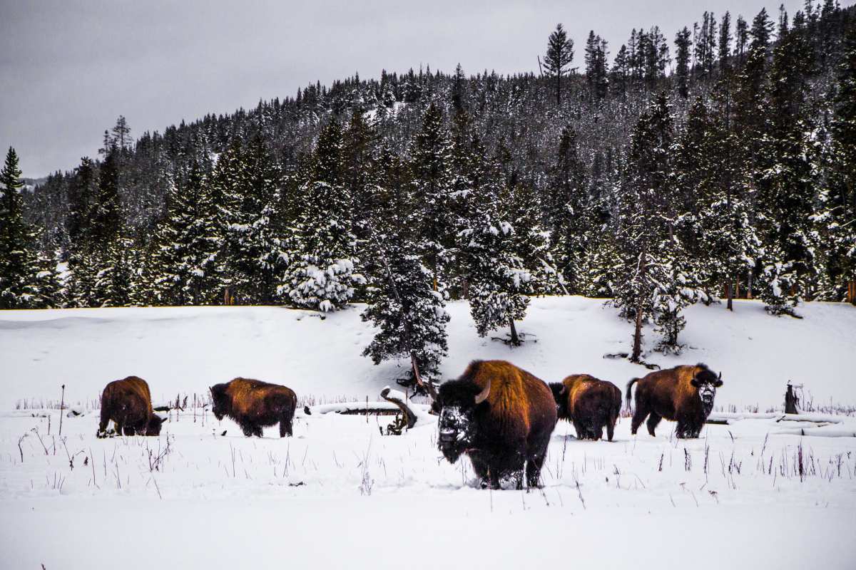 Nuevos estudios genéticos descubren que los bisontes de Yellowstone han vuelto a formar una sola manada después de 120 años de separación