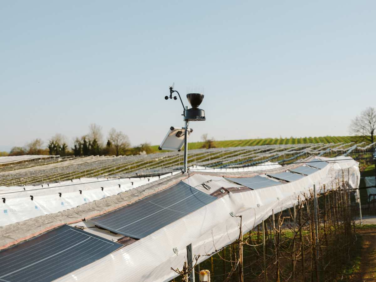 Equipo de científicos alemán desarrollan módulos solares ultraligeros para frutales que se pueden montar directamente en estructuras existentes para redes de protección contra el granizo sin necesidad de subestructura adicional
