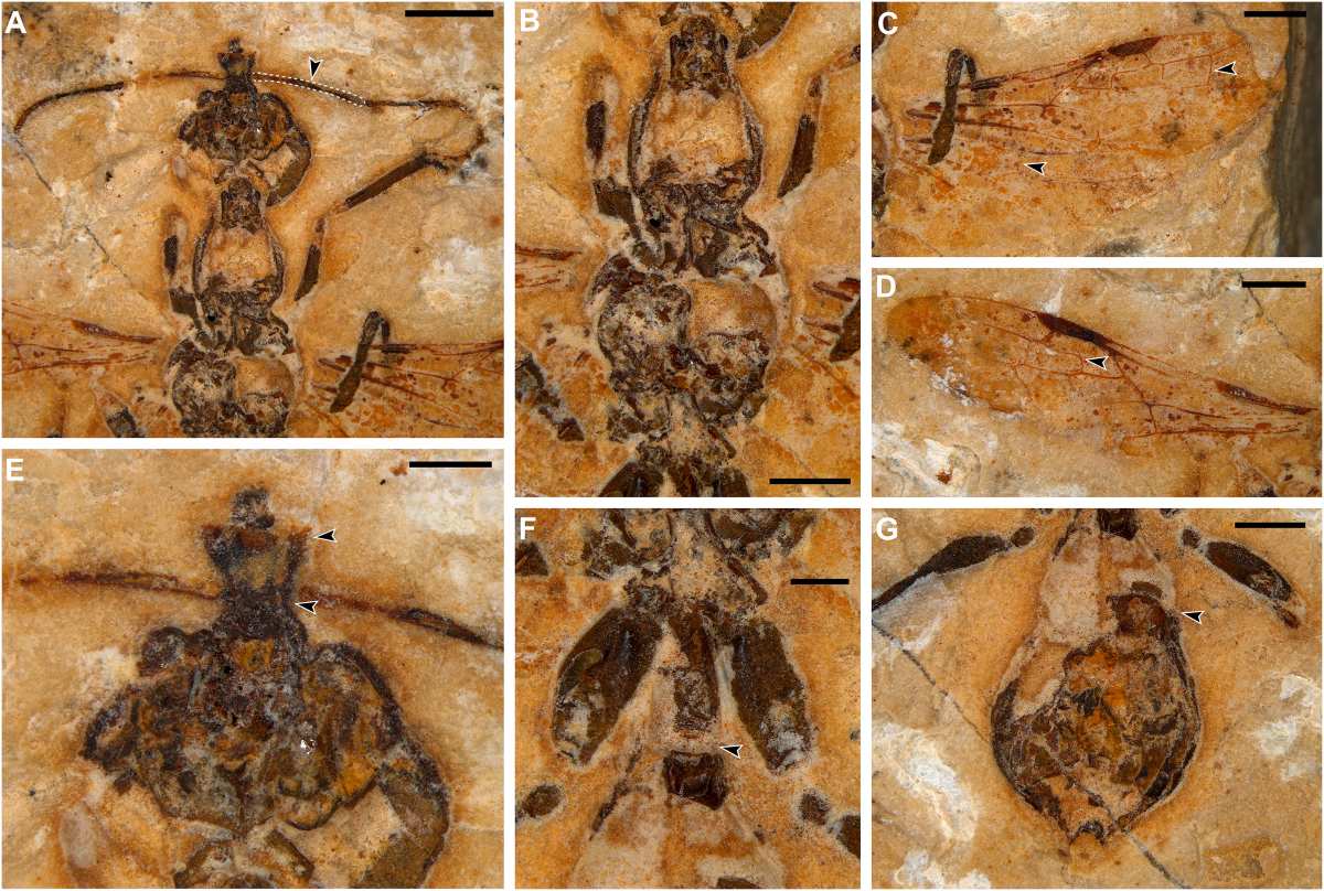 Descubren en Brasil el fósil de una hormiga de hace 113 millones de años, lo que la convierte en la hormiga más antigua registrada hasta ahora