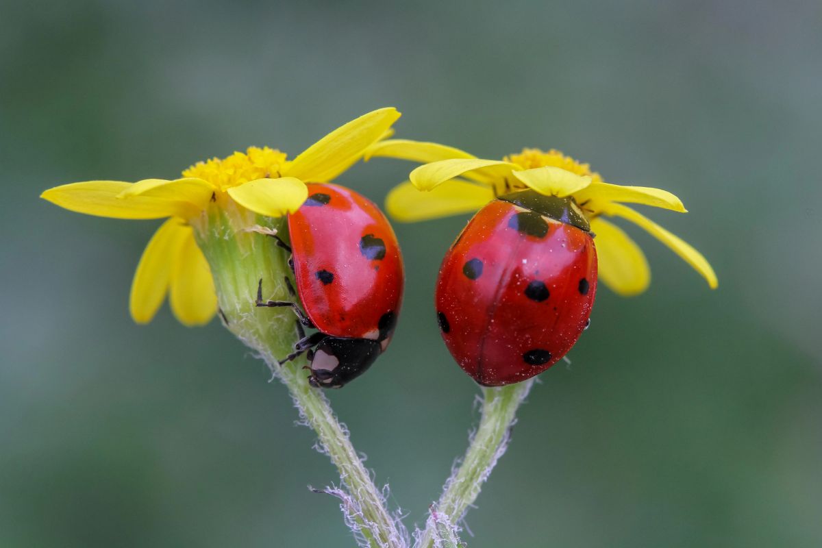 Nuevo estudio identifica más de 500 factores interconectados detrás de la alarmante desaparición de insectos a nivel mundial