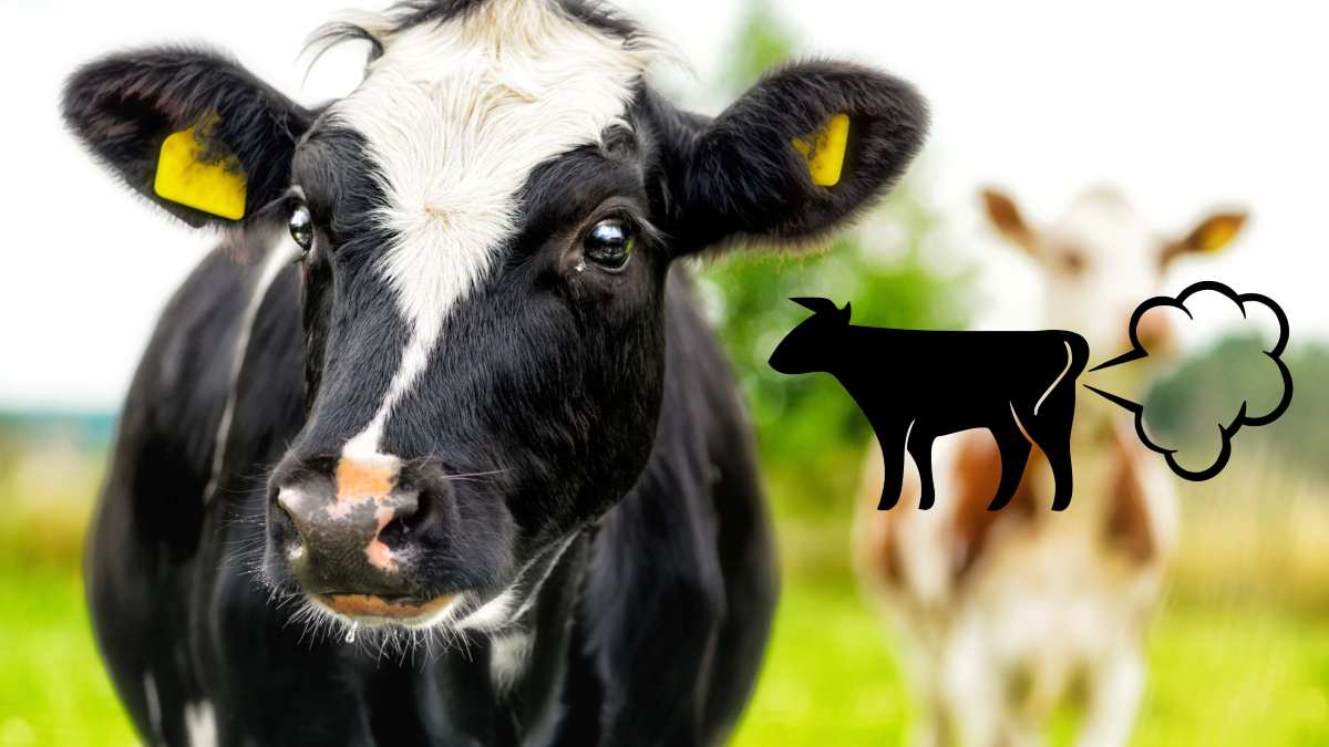 Startup estadounidense ha desarrollado un aditivo alimenticio basado en enzimas que modifica el microbioma de las vacas, reduciendo la producción de metano y mejorando su nutrición