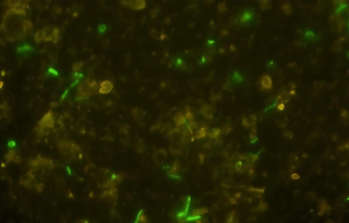Científicos japoneses descubren microorganismos vivos en roca de 2.000 millones de años del subsuelo africano