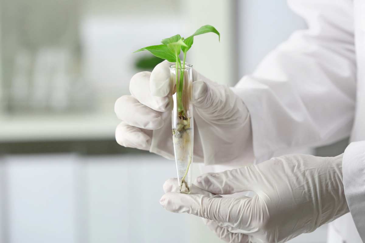Investigadores japoneses descubren nuevo tejido vegetal, tras 160 años desapercibido, que controla la nutrición de las semillas y aumenta su tamaño hasta un 16,5%