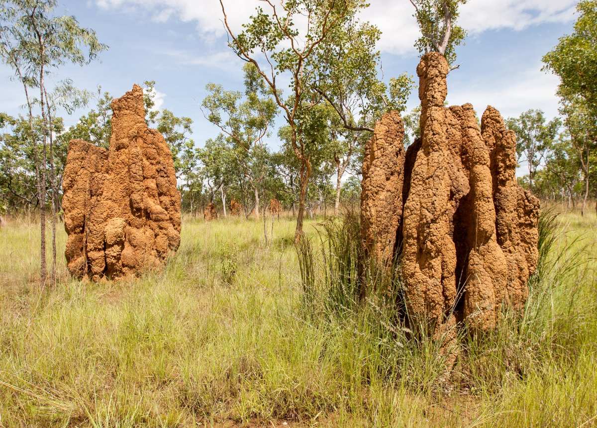 La enorme estructura del desierto construida por insectos tiene 4.000 años de antigüedad y se puede ver desde el espacio, tienen el tamaño de Gran Bretaña