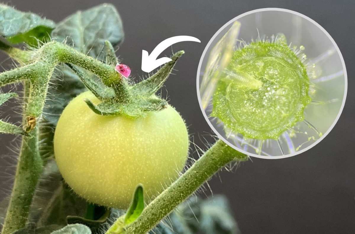Investigadores del MIT desarrollan microagujas de seda para fertilizar las plantas, reduciendo el uso de pesticidas y convirtiendo los cultivos en sensores vivos de suelos contaminados
