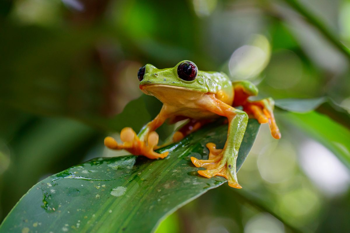 Nuevo estudio concluye que el calentamiento global ya ha hecho que los hábitats naturales sean inhabitables para el 2% de los anfibios